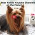 Top 15 Yorkie Youtube Channels To Follow in 2019